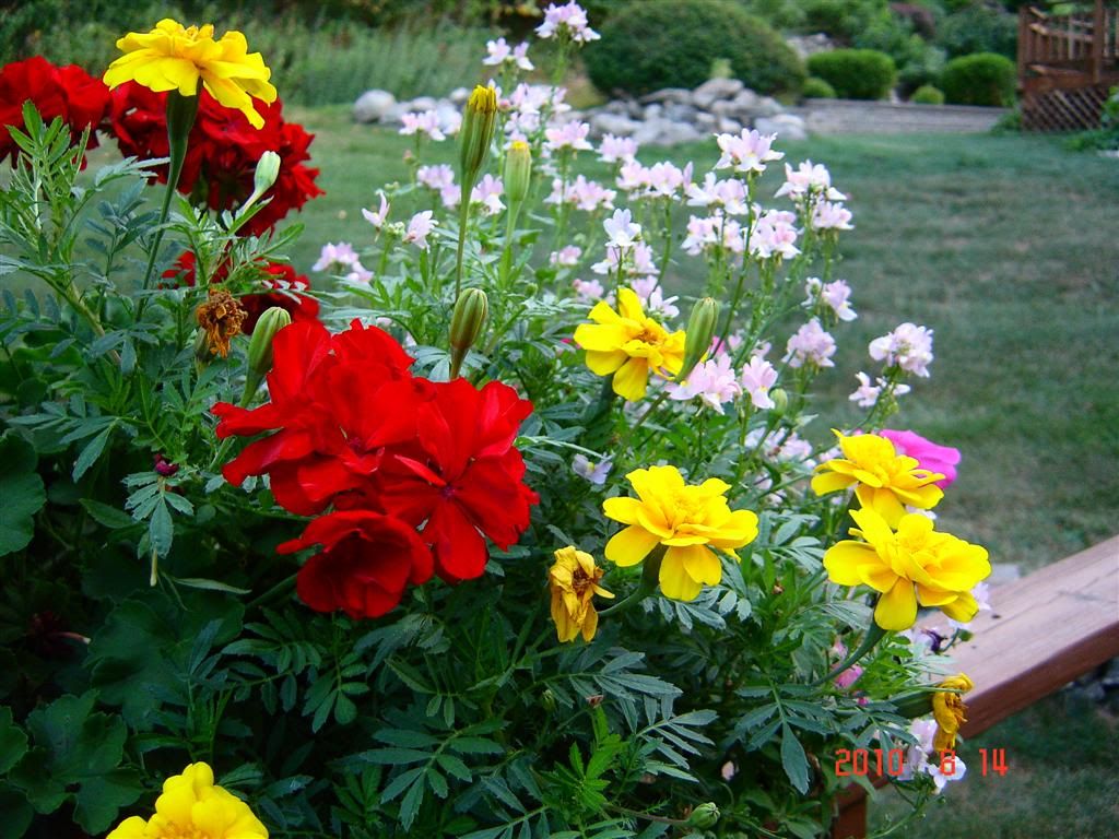 August flowers photo 70279f2e.jpg